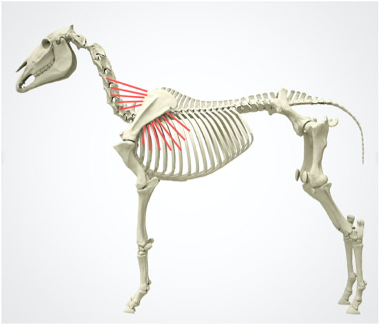 Skelett Pferd mit Rückstand