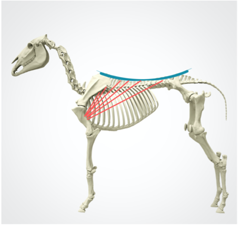 Pferd mit Rückenmuskulatur